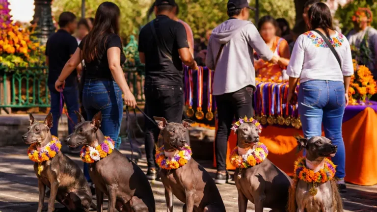 Más de 20 xoloitzcuintles desfilaron en Orizaba durante festival de Día de Muertos